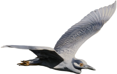 Yellow-crowned Night-heron. Nyctanassa violacea