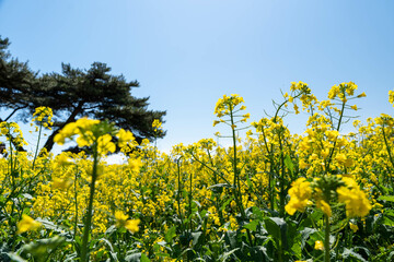 Naklejka premium 青空と菜の花の風景