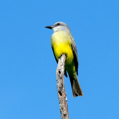 Obraz premium Tropical Kingbird male searches for fod from a perch.