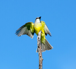 Tropical Kingbird male searches for fod from a perch.