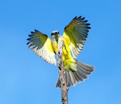 Tropical Kingbird male searches for fod from a perch.