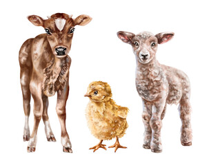 A set of three young farm animals: chicken, calf, lamb. Rural mammals, livestock. Digital illustration on a white background. For postcards, design, textiles