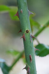 Rose stem with close of a thorn 