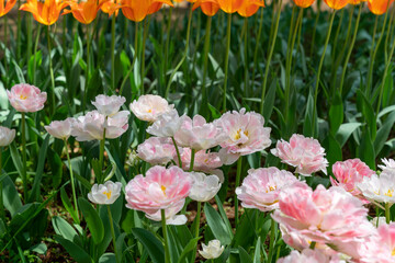 美しいアンジェリケ　チューリップ