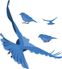 Blue Birds in Various Poses