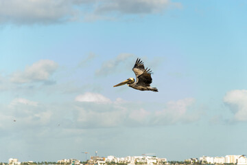 Pelicano pardo oriental