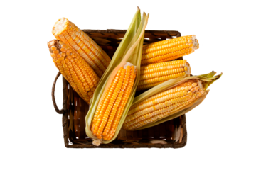 Fresh yellow corn in basket over rustic wood and transparent background png