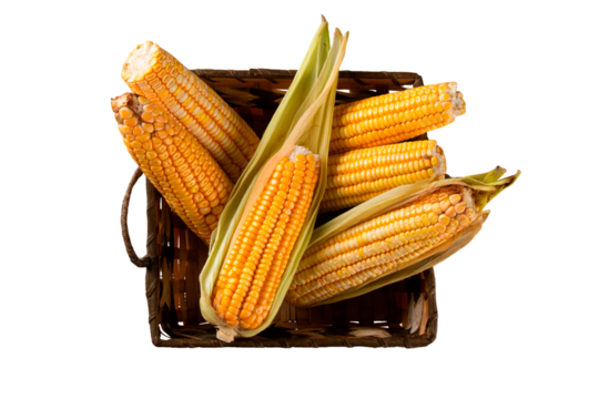 Fresh yellow corn in basket over rustic wood and transparent background png