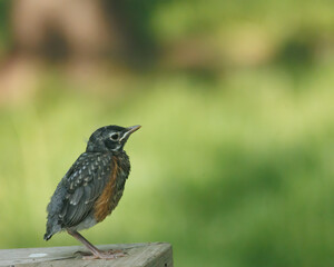Fototapeta premium Fledging robin resting on a deck rail 