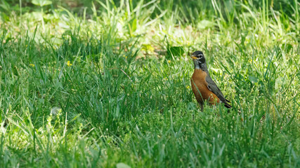 American robin in the grass