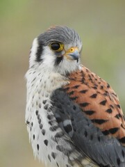 Closeup of an American kestrel.