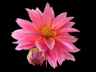 A closeup of a pink and red  dahlia with a black background