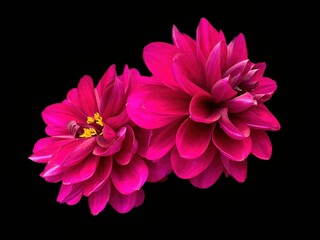 A closeup of Two pink and red dahlias with a black background