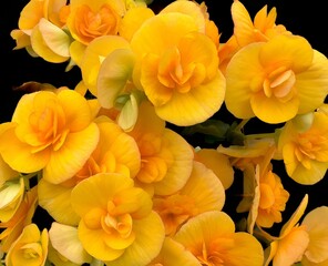 Obraz na płótnie Canvas Blooms from a yellow orange begonia plant