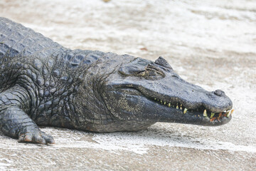 Typical Brazilian alligator from the Pantanal (Caiman yacare)