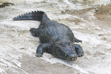 Typical Brazilian alligator from the Pantanal (Caiman yacare)