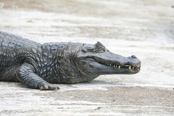 Typical Brazilian alligator from the Pantanal (Caiman yacare)