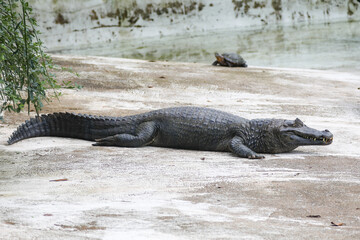 Typical Brazilian alligator from the Pantanal (Caiman yacare)