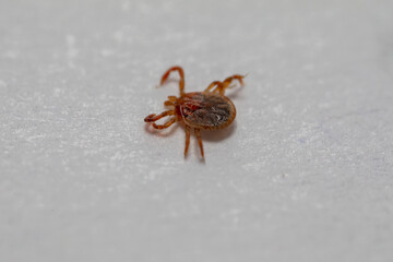 Lyme disease-carrier Ixodes tick Dermacentor marginatus on human skin.