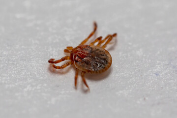 Lyme disease-carrier Ixodes tick Dermacentor marginatus on human skin.