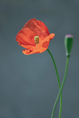 붉은 미소로 회상하는 양귀비