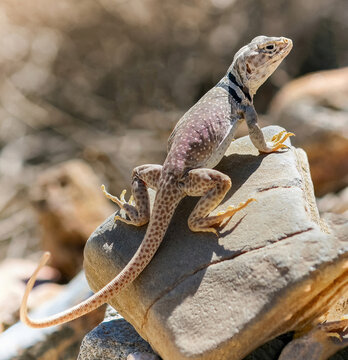 Great Basin Collared Lizard, Adult Male. Death Valley National Park, Inyo County, California, USA.