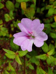 Obraz na płótnie Canvas watery pink rose bush