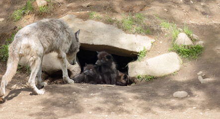 Wolf, Wolves, A Mother's Love.  Stunning Wildlife Photography of a Wolf Checking on Her Pups.  Wildlife Photography.