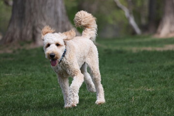 Golden doodle dog running in the dog park