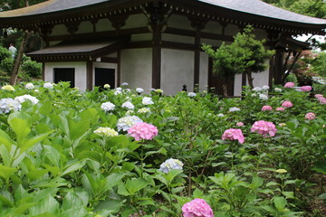寺の境内に咲く紫陽花。川崎市の妙楽寺の紫陽花。薬師堂とアジサイ。