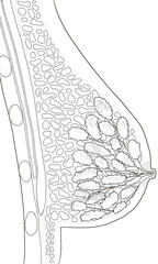 Female breast anatomy diagram PNG