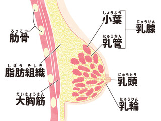 Obraz premium Female breast anatomy diagram; medical illustration PNG