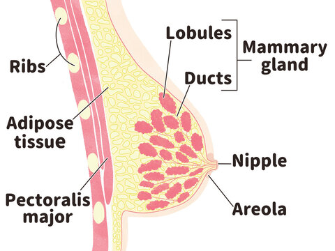 Female breast anatomy diagram; Japanese language PNG
