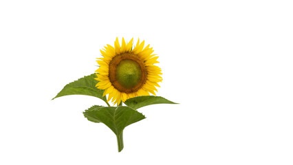 Sunflower Cutout, Nature's Bounty, Vibrant Sunflower Cutout Perfect for Agriculture and Farming Designs.  Photography. 