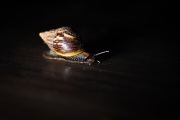 Caracol marrom e amarelo fotografado com fundo escuro.