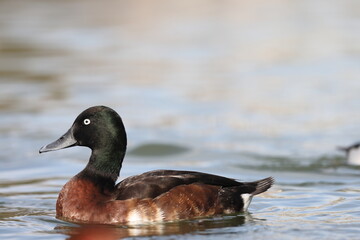 Baer's pochard or Siberian pochard (Aythya baeri) male in Japan