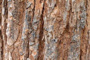 Bark, dried planks for background