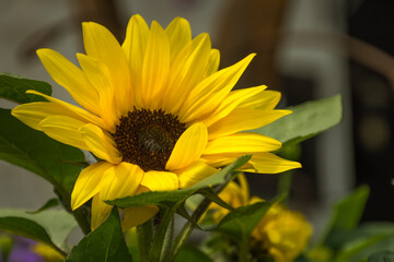 Obraz premium sunflower
