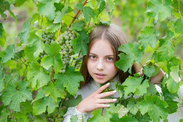 Grape autumn leaves. Little girl with grapes outdoors. Child with grapes on grapevine background. Pretty little girl at a white wine ripe grapes. Wine harvest concept.