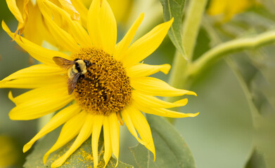 Bee and a Sunflower.  The Secret Life of Bees: Witness the Magic of Pollination on a Yellow Flower.  Wildlife Photography. 