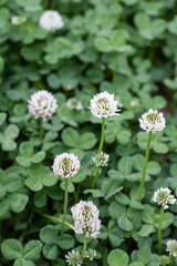 White clover blooming by the roadside. shamrock