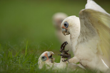 Feathered Quarel -During a communal feed during the morning, two Little Corellas quarrel over food....