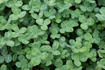 Green clover leaves found on the roadside. shamrock