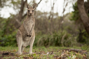 Naklejka na ściany i meble Innocence - a young eastern-grey kangaroo joey checks out its surroundings inquisitively as it perks up its ears. Curiously, it swivels its head from side to side as it imposes braveness and strength.