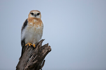 Inexperience - Juvenile and inexperienced, this Black-shouldered kite patiently sits on top of a...