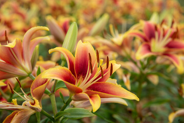 Fototapeta premium カラフルなユリの花