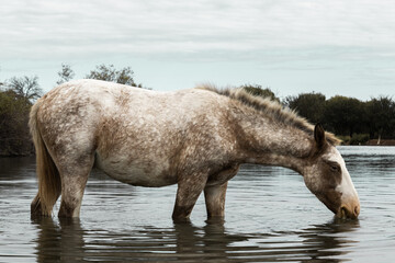 horse in the water