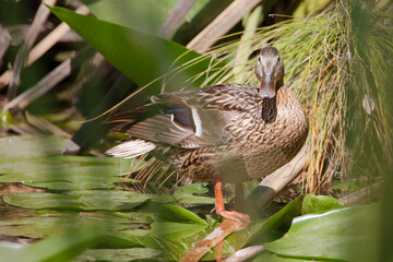 Female mallard stands in a pond among water lilies 