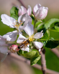 bee on a flower