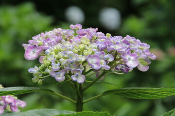 寺の境内に咲く紫陽花。川崎市の妙楽寺の紫陽花。